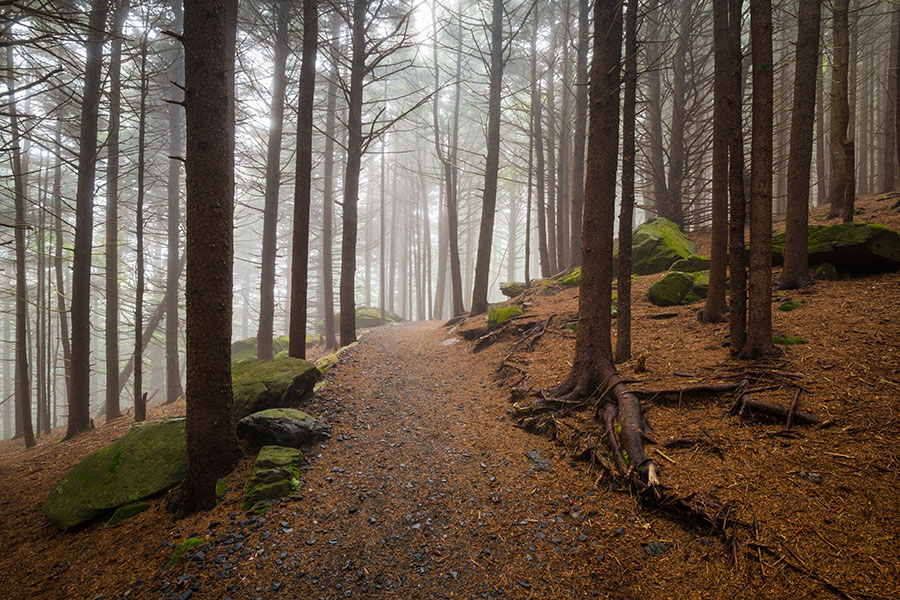 Blog - Foggy Path in Forest with Tall Trees